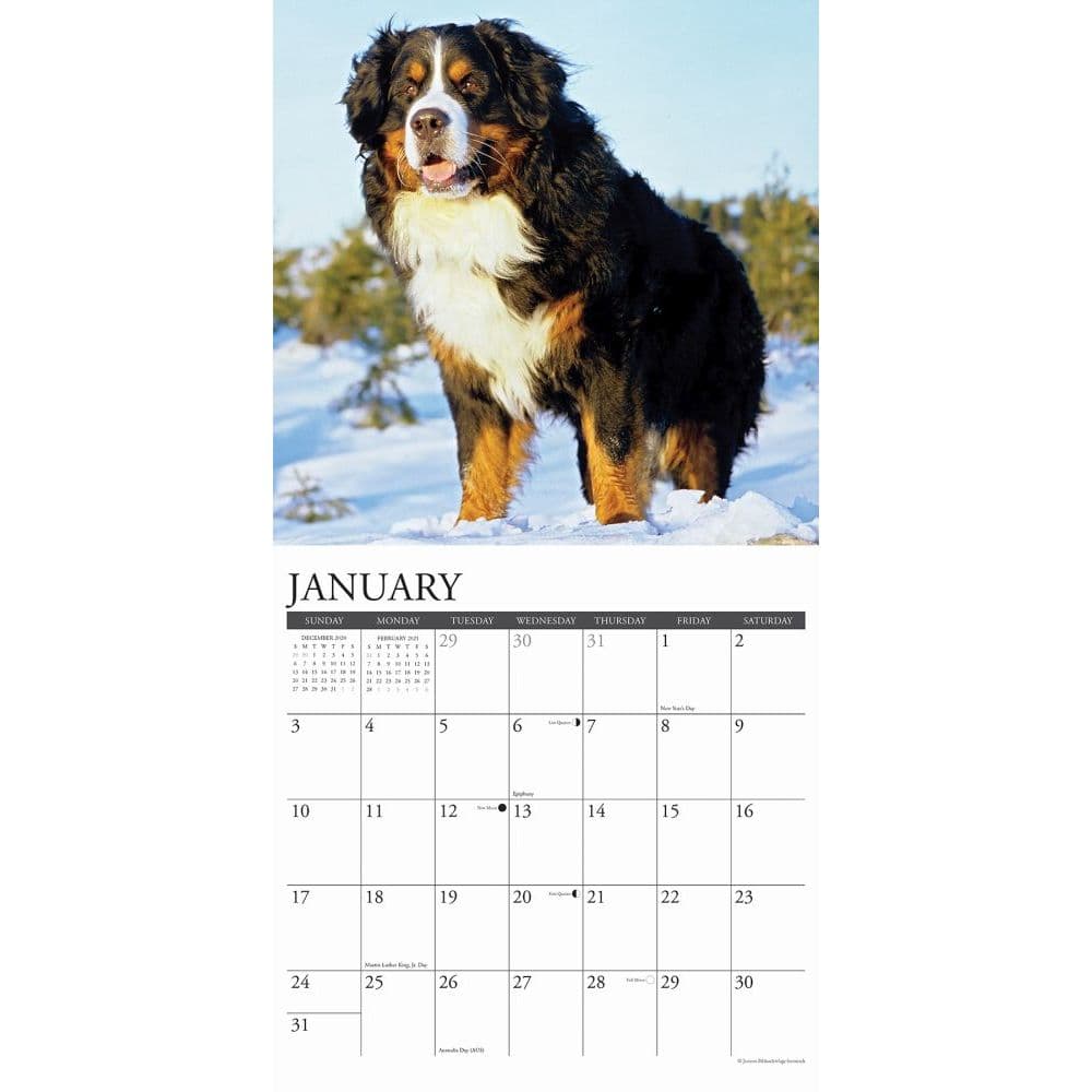 Just Bernese Mountain Dogs Wall Calendar