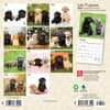 image Lab Retriever Puppies 2024 Mini Wall Calendar First Alternate Image width=&quot;1000&quot; height=&quot;1000&quot;