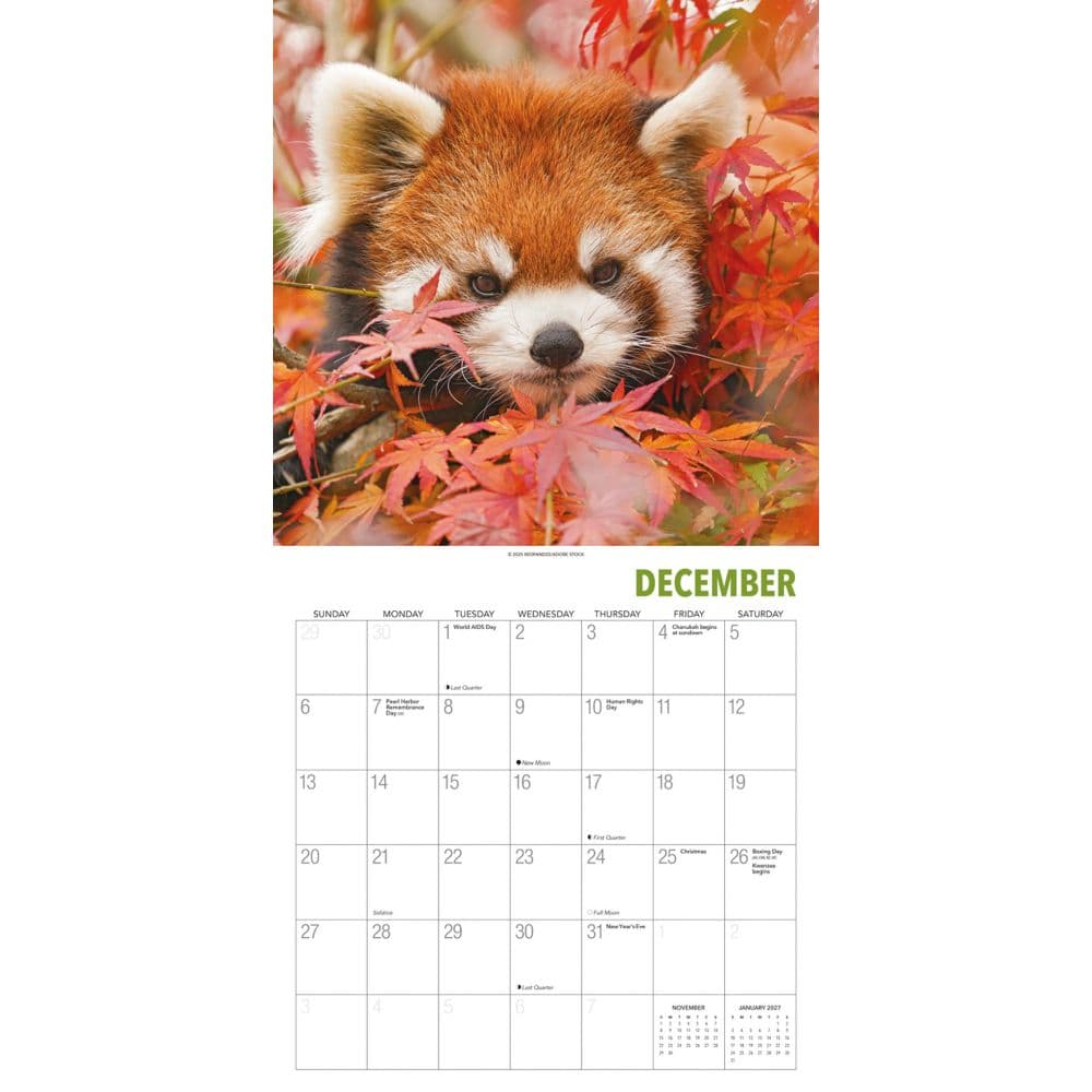 Red Pandas 2026 Wall Calendar Fourth Alternate Image