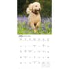 image Just Labradoodles 2026 Wall Calendar Second Alternate Image