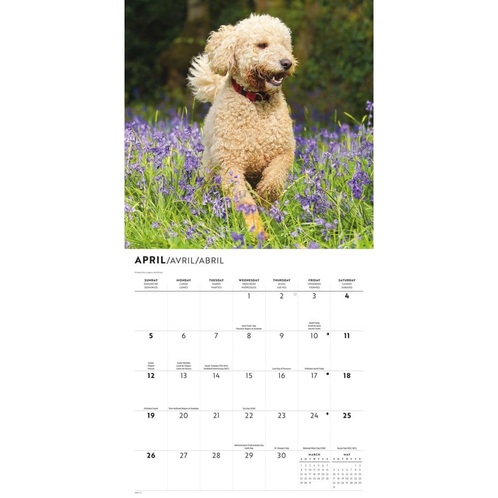 Just Labradoodles 2026 Wall Calendar Second Alternate Image
