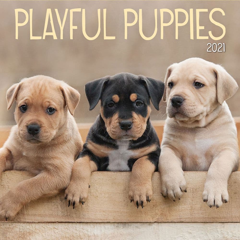 Playful Puppies Photo Mini Wall Calendar