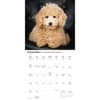 image Goldendoodles 2026 Wall Calendar Fourth Alternate Image