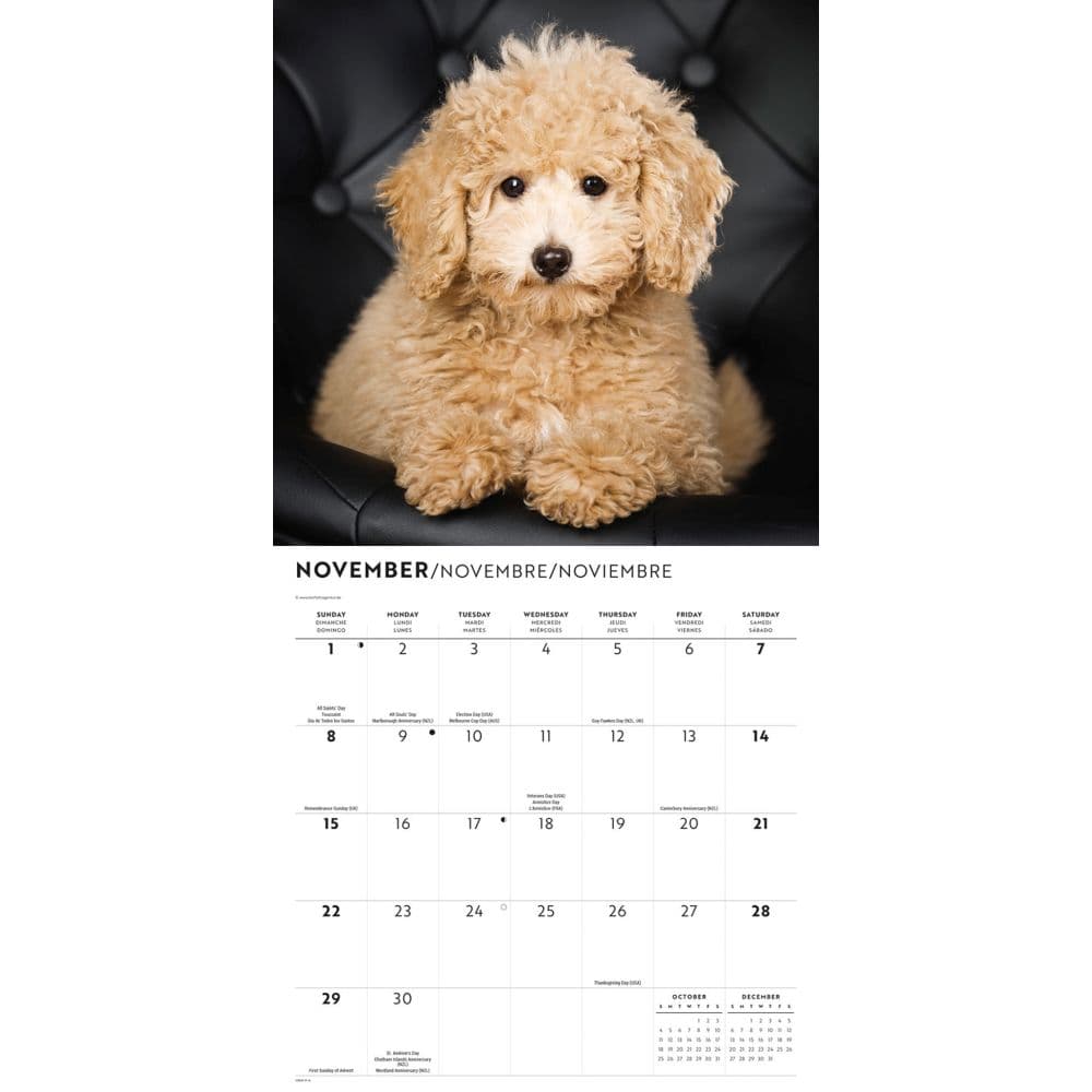 Goldendoodles 2026 Wall Calendar Fourth Alternate Image