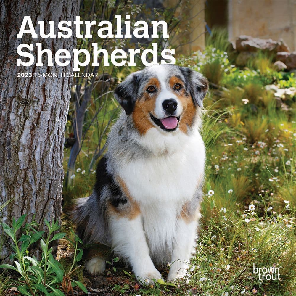 Australian Shepherds (Aussies) 2023 Mini Wall Calendar 7x7 by