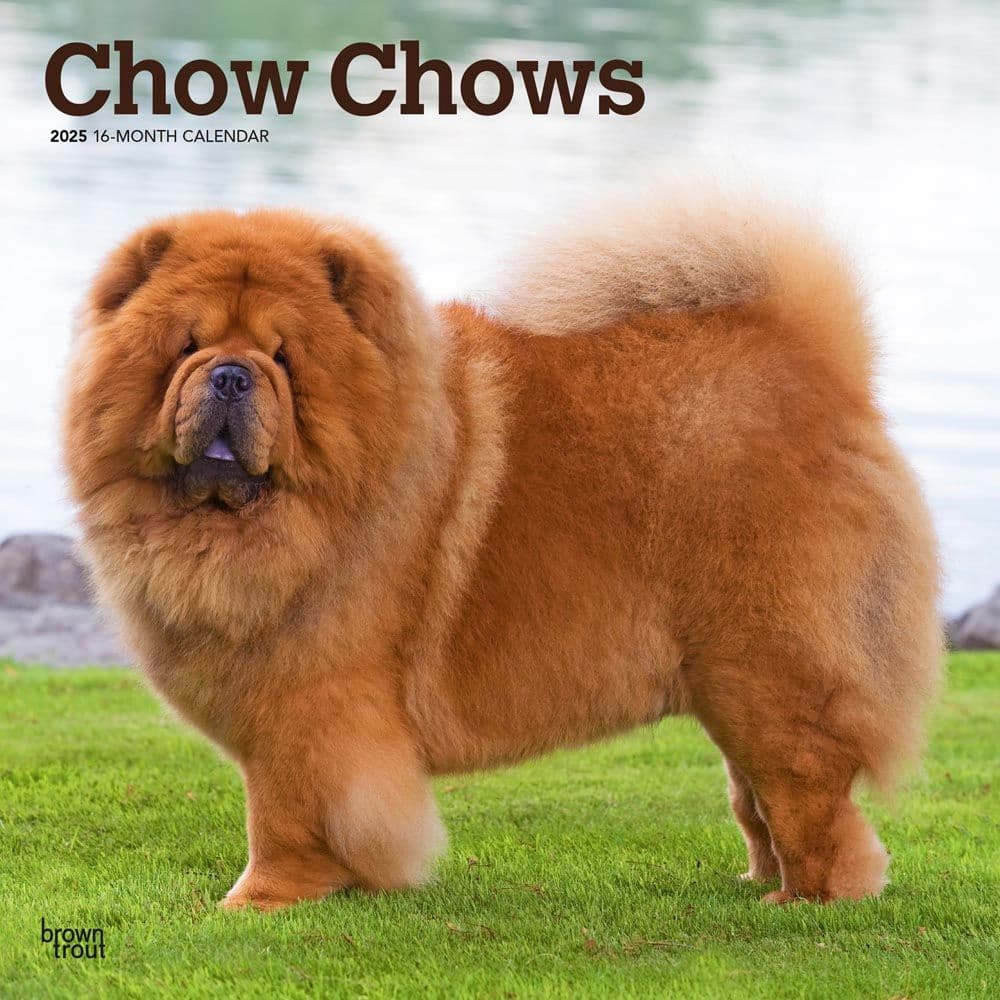 Chow Chows 2025 Wall Calendar