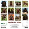 image Just Chocolate Lab Puppies 2025 Wall Calendar