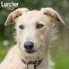image Lurcher 2027 Wall Calendar Main Product Image