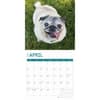 image Pugs 2025 Wall Calendar Second Alternate Image