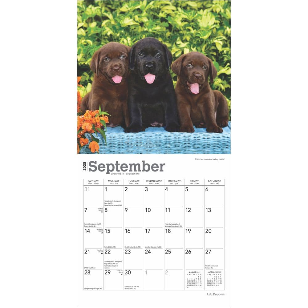 Labrador Retrievers 2010 Wall Calendar: Magnum