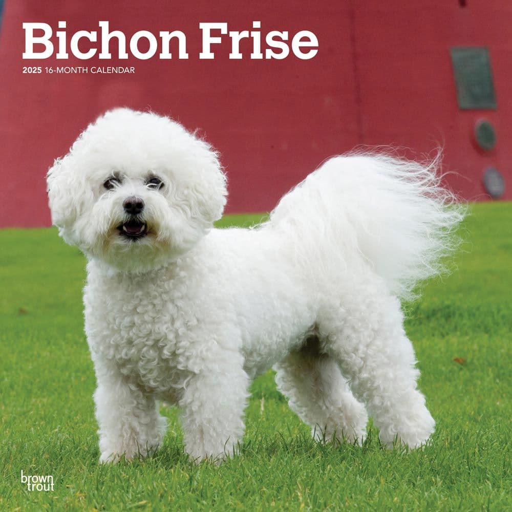 Bichon Frise 2025 Wall Calendar