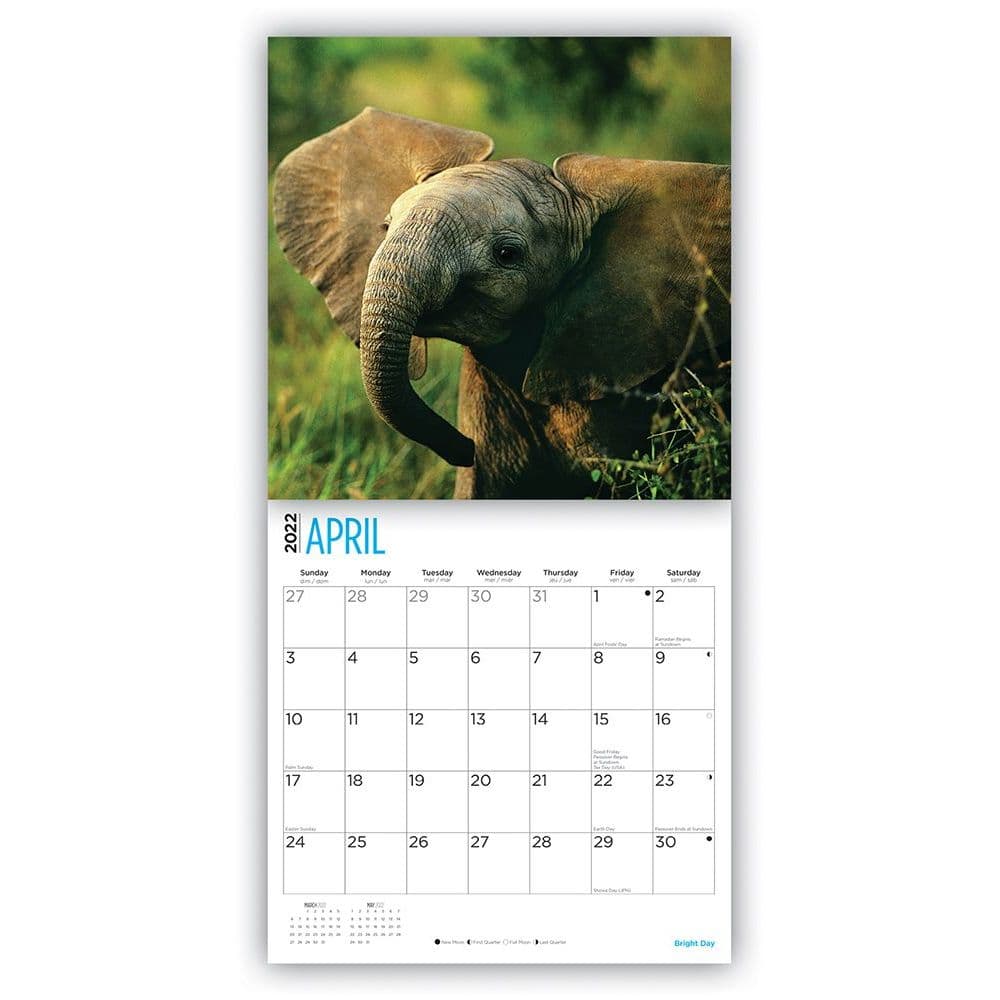 Baby Elephants 2022 Wall Calendar - Calendars.com