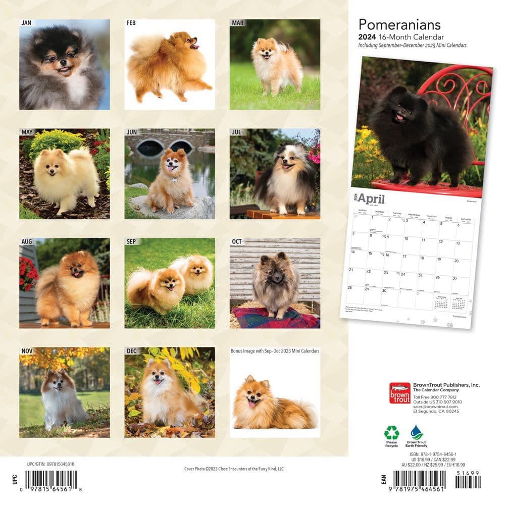 Pomeranians 2024 Wall Calendar