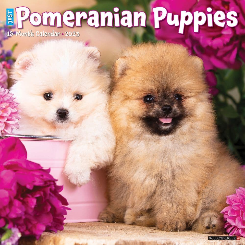 Pomeranian Puppies 2023 Wall Calendar