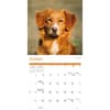 image Nova Scotia Duck Tolling Retriever 2026 Wall Calendar Fourth Alternate Image