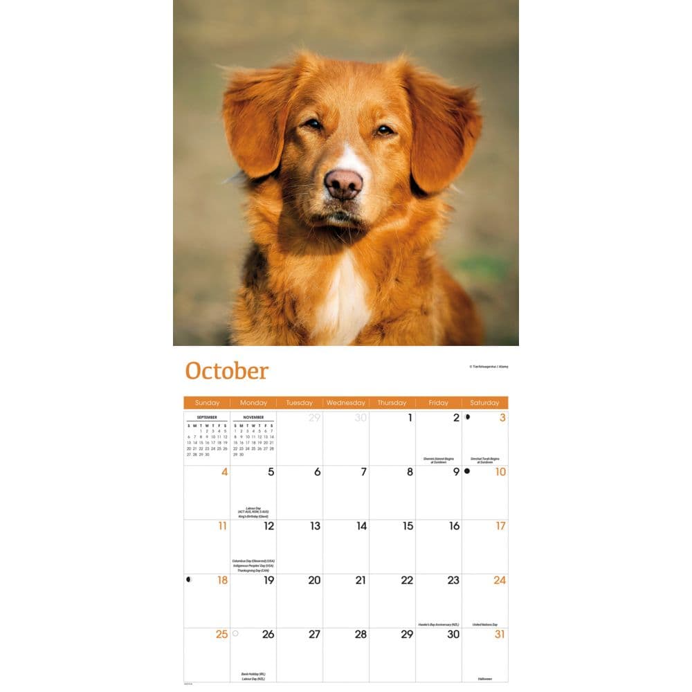 Nova Scotia Duck Tolling Retriever 2026 Wall Calendar Fourth Alternate Image