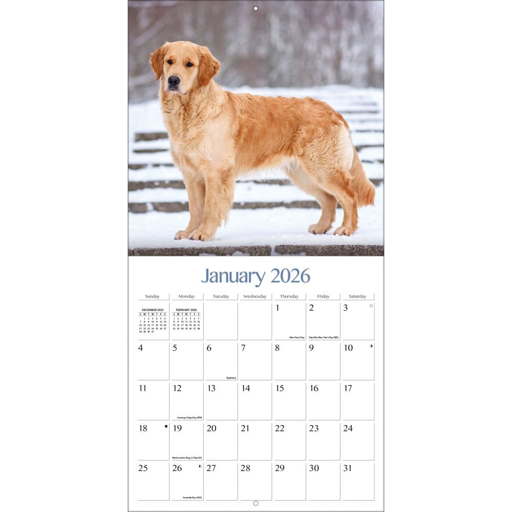 Golden Retrievers Photo 2026 Wall Calendar_ALT3
