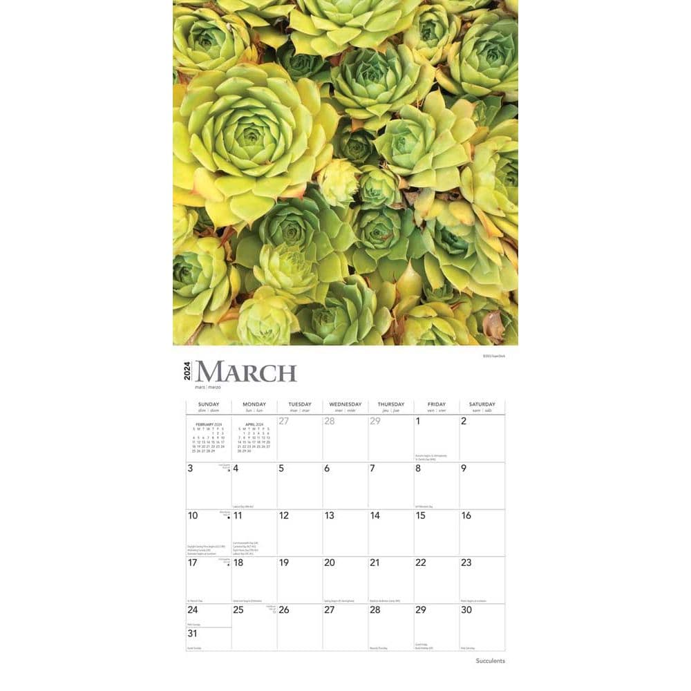 Succulents 2024 Wall Calendar