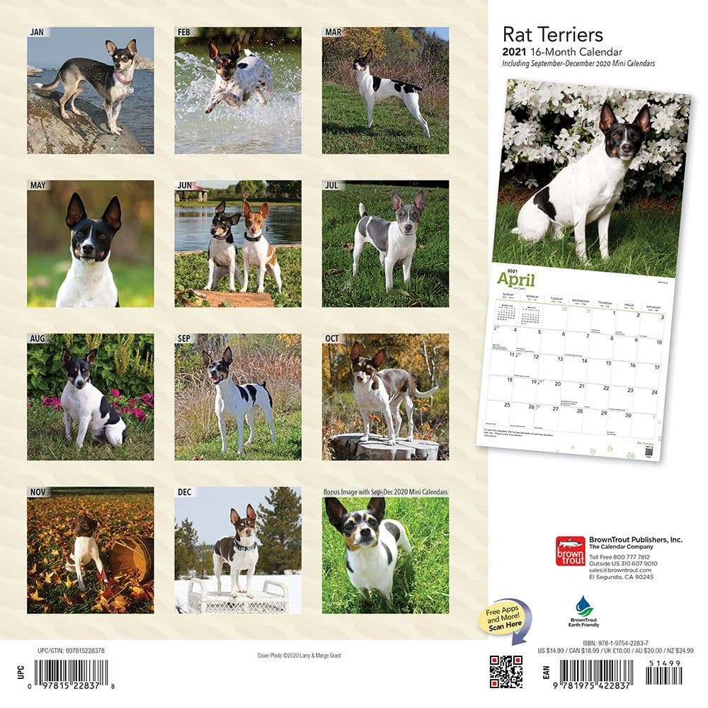 Rat Terrier Calendar 2021 Premium Dog Breed Calendars
