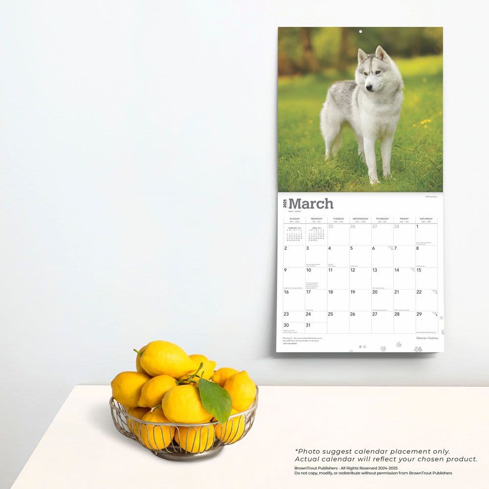 Siberian Huskies 2025 Wall Calendar Fourth Alternate Image width=&quot;1000&quot; height=&quot;1000&quot;