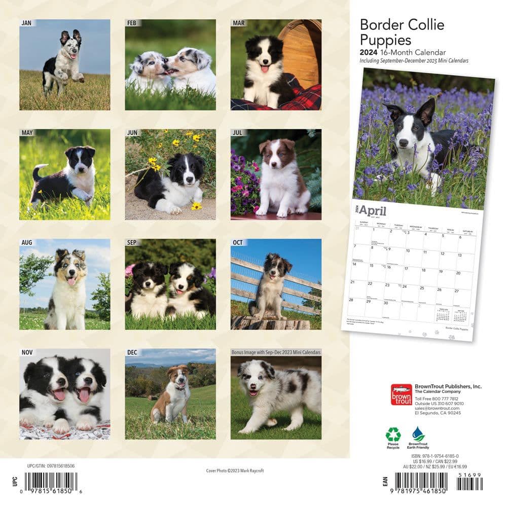 Border Collie Puppies 2024 Wall Calendar First Alternate Image width=&quot;1000&quot; height=&quot;1000&quot;