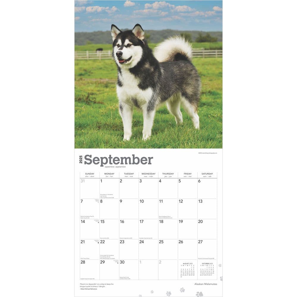 Alaskan Malamutes 2025 Wall Calendar Second Alternate Image width=&quot;1000&quot; height=&quot;1000&quot;