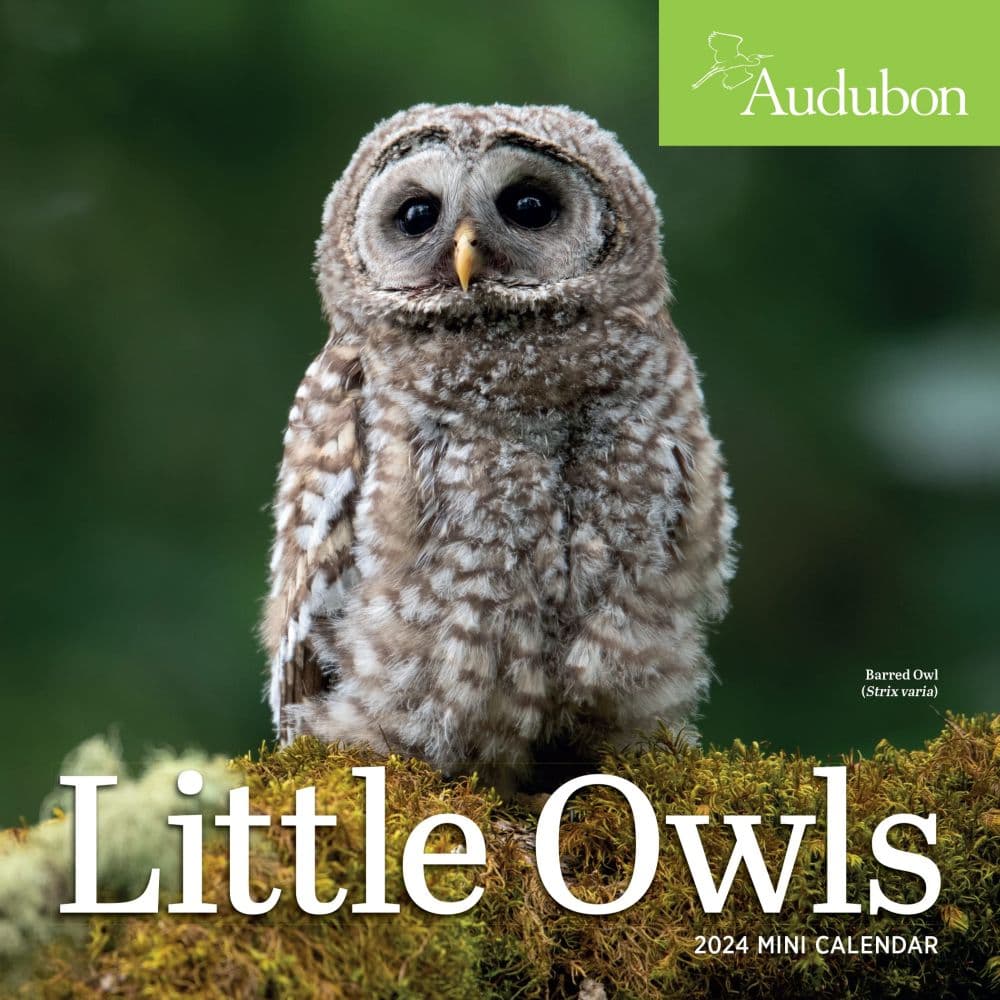 Audubon Little Owls 2024 Mini Wall Calendar Main Product Image width=&quot;1000&quot; height=&quot;1000&quot;