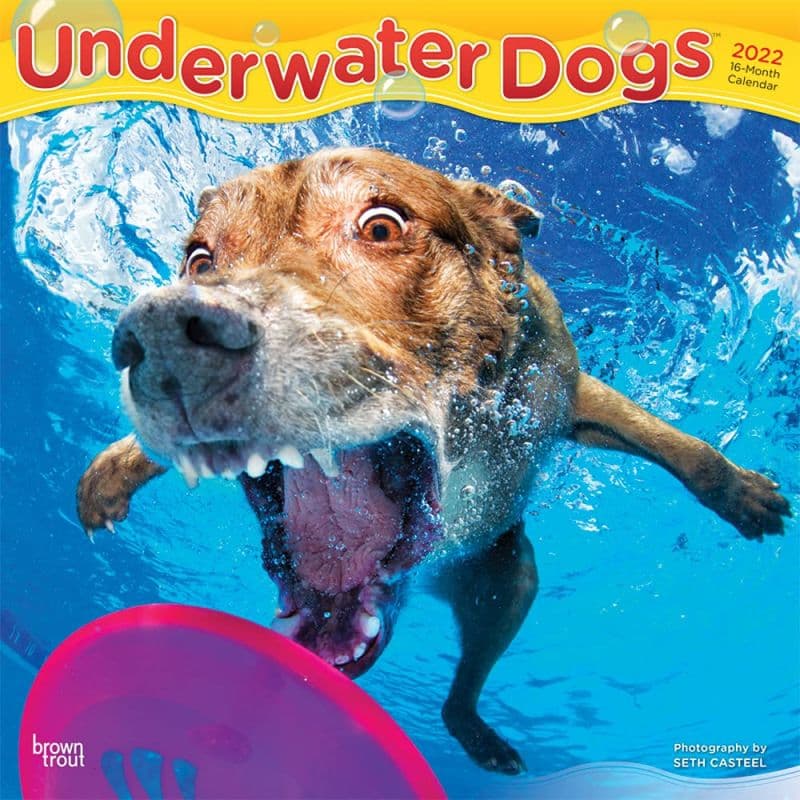 Underwater Dogs Calendar 2023 Underwater Dogs 2022 Wall Calendar - Calendars.com