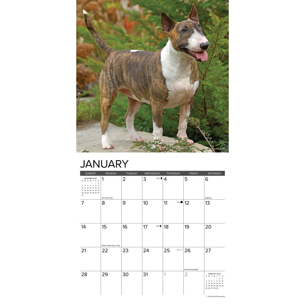 Bull Terriers 2024 Wall Calendar