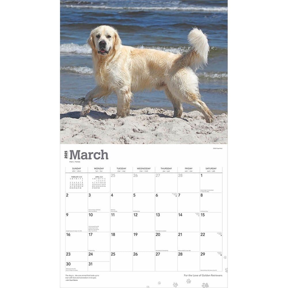 Golden Retrievers Deluxe 2025 Wall Calendar Second Alternate Image