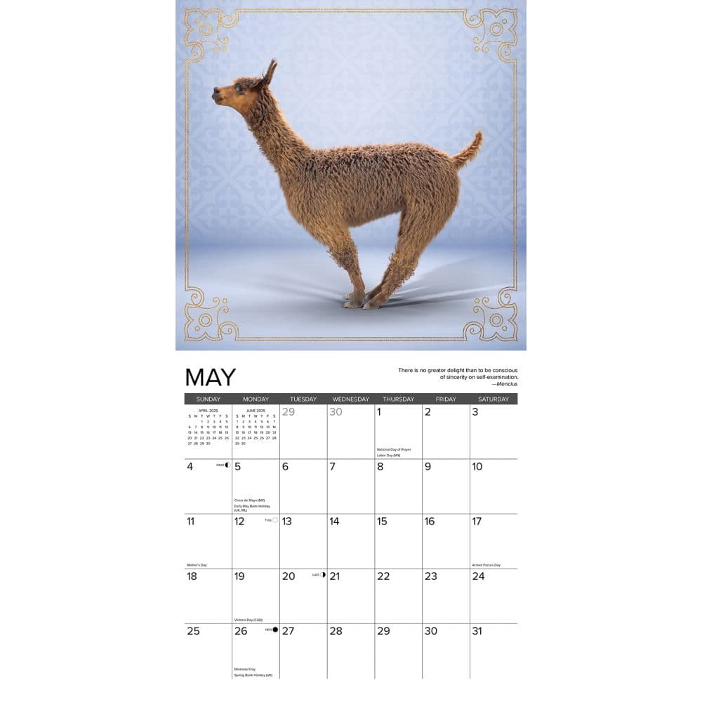 Llama Yoga 2025 Wall Calendar Second Alternate Image width=&quot;1000&quot; height=&quot;1000&quot;