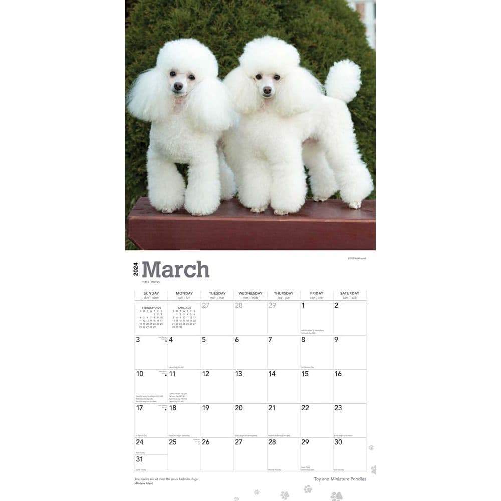 Miniature Toy Poodles 2024 Wall Calendar Second Alternate Image width=&quot;1000&quot; height=&quot;1000&quot;
