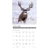 image Mule Deer 2025 Wall Calendar Second Alternate Image width="1000" height="1000"