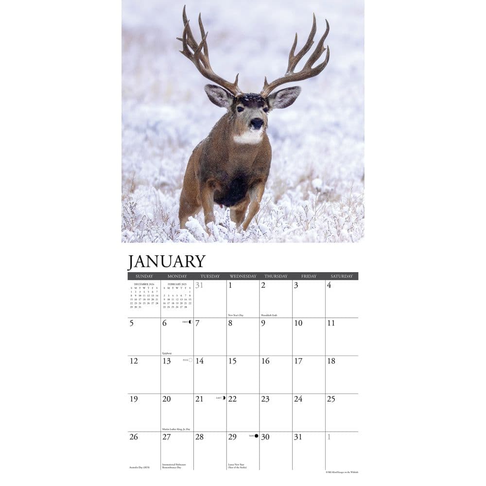 Mule Deer 2025 Wall Calendar Second Alternate Image width="1000" height="1000"