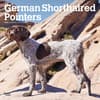 image German Shorthaired Pointers 2025 Wall Calendar Main Product Image width=&quot;1000&quot; height=&quot;1000&quot;