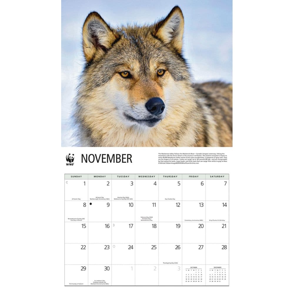 Wolves WWF 2026 Wall Calendar Fourth Alternate Image