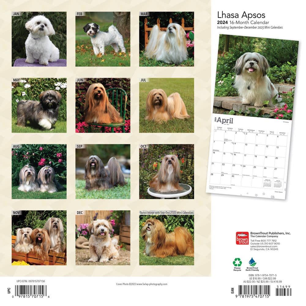 Lhasa Apsos 2024 Wall Calendar