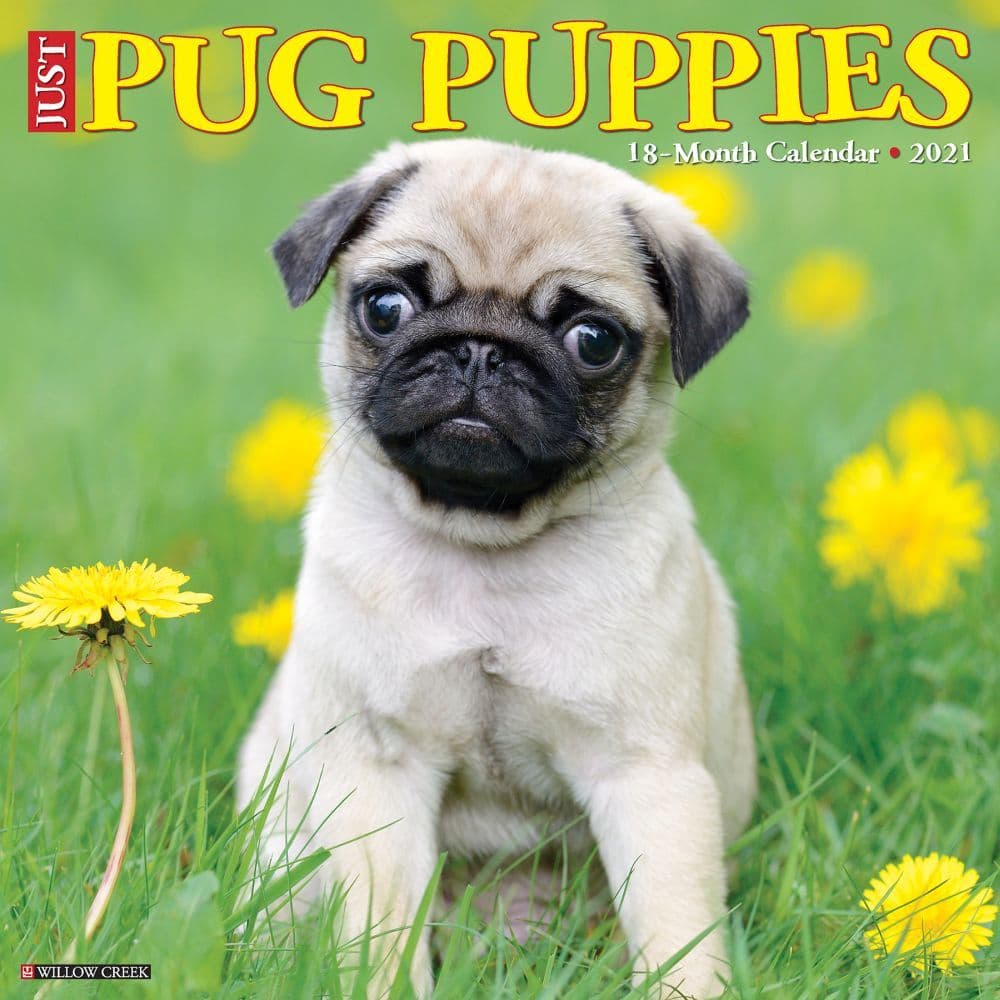 Just Pug Puppies Wall Calendar