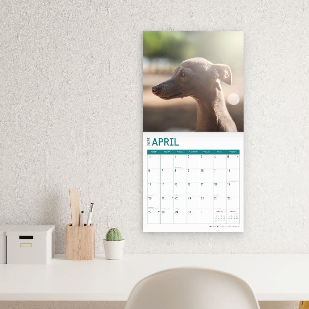 Italian Greyhounds 2025 Wall Calendar Third Alternate Image width="1000" height="1000"