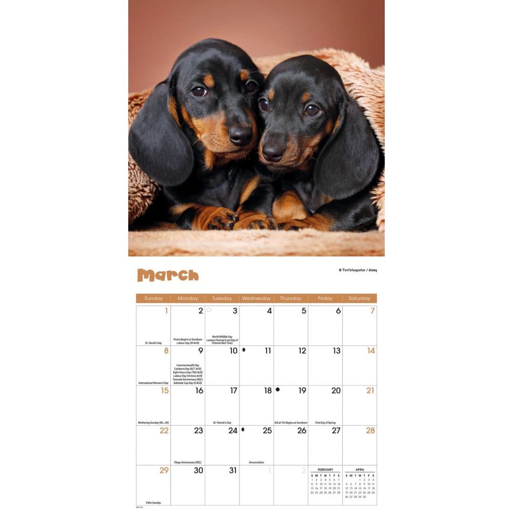 Puppies 2026 Mini Wall Calendar Second Alternate Image