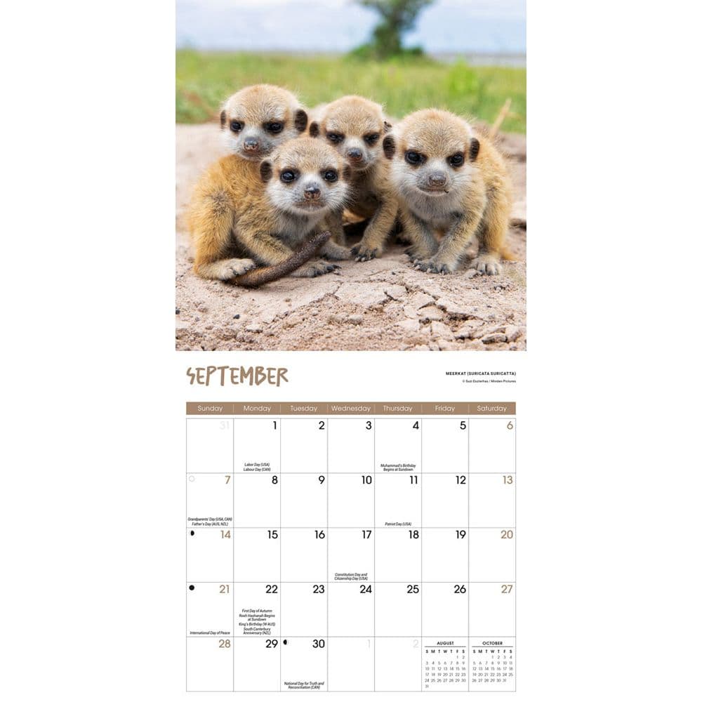 Baby Animals 2025 Mini Wall Calendar Third Alternate Image width=&quot;1000&quot; height=&quot;1000&quot;