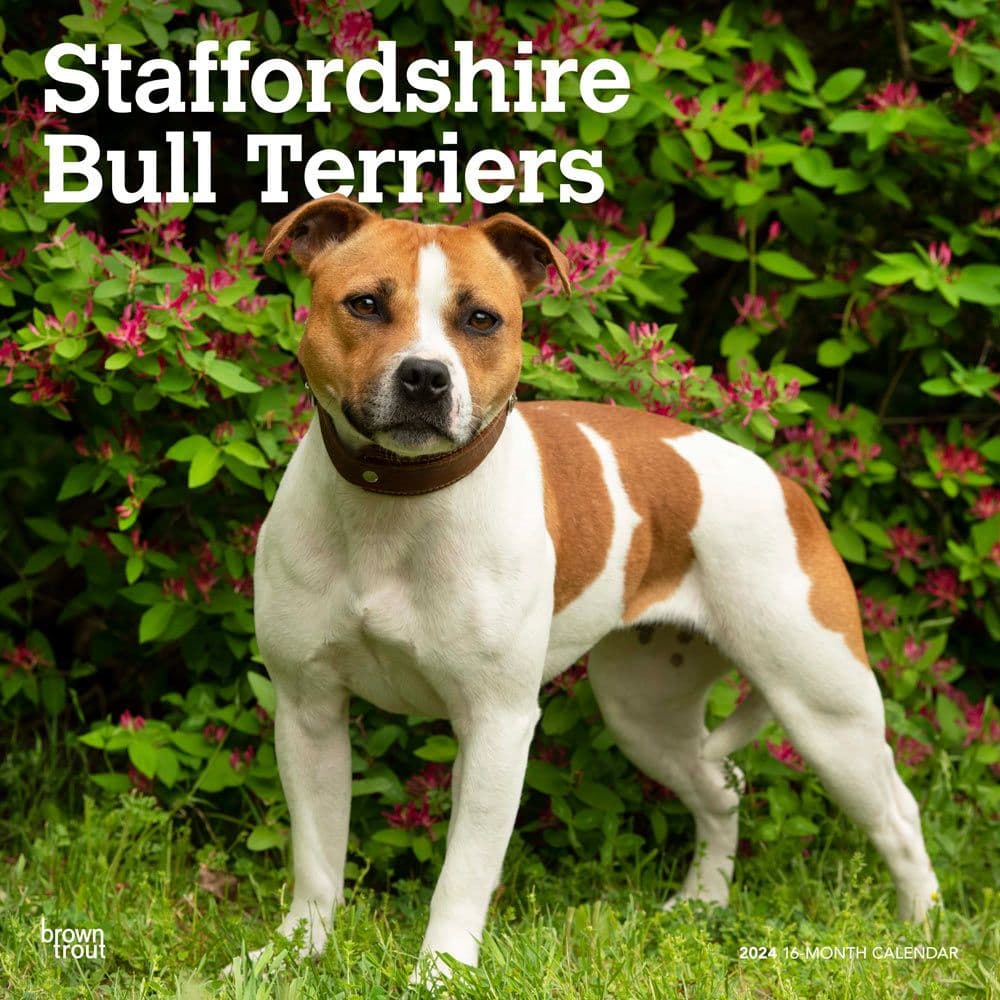 Staffordshire Bull Terriers 2024 Wall Calendar - Calendars.com
