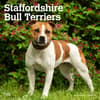 image Staffordshire Bull Terriers 2024 Wall Calendar Main Product Image width=&quot;1000&quot; height=&quot;1000&quot;