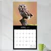 image Owls 2025 Wall Calendar Third Alternate Image