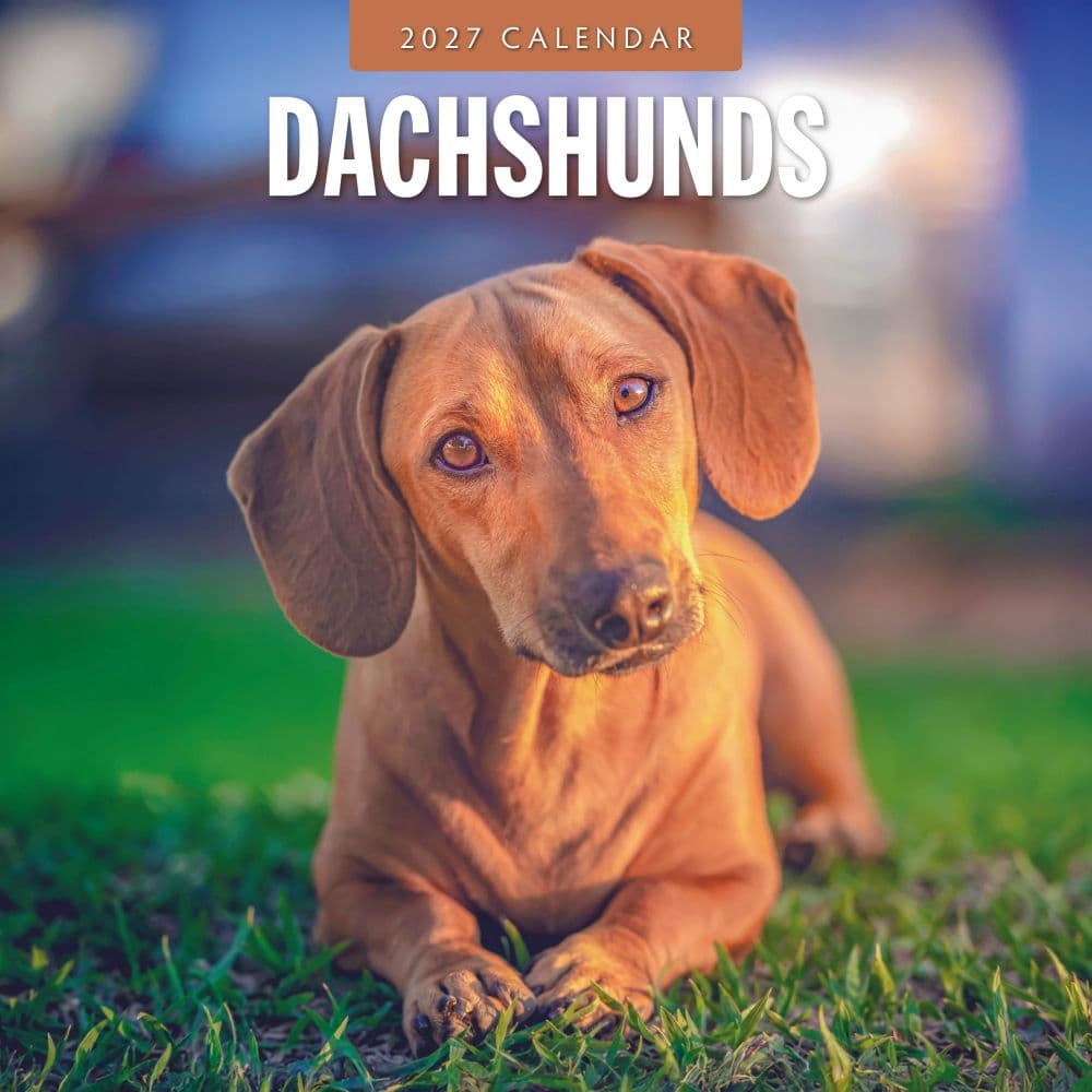 image Dachshunds 2027 Wall Calendar Main Product Image