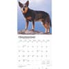 image Blue Heelers 2025 Wall Calendar