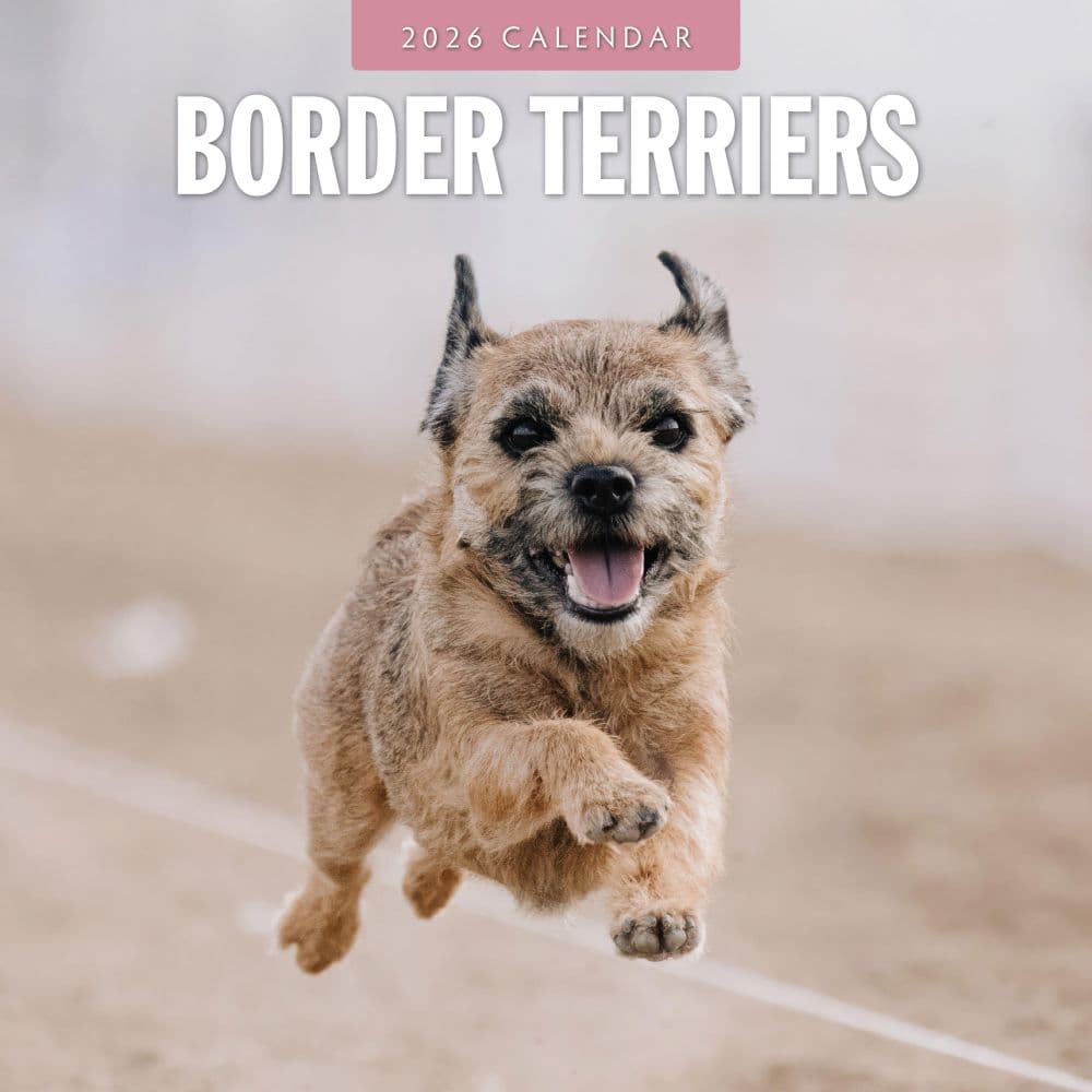 Border Terriers 2026 Wall Calendar Main Image