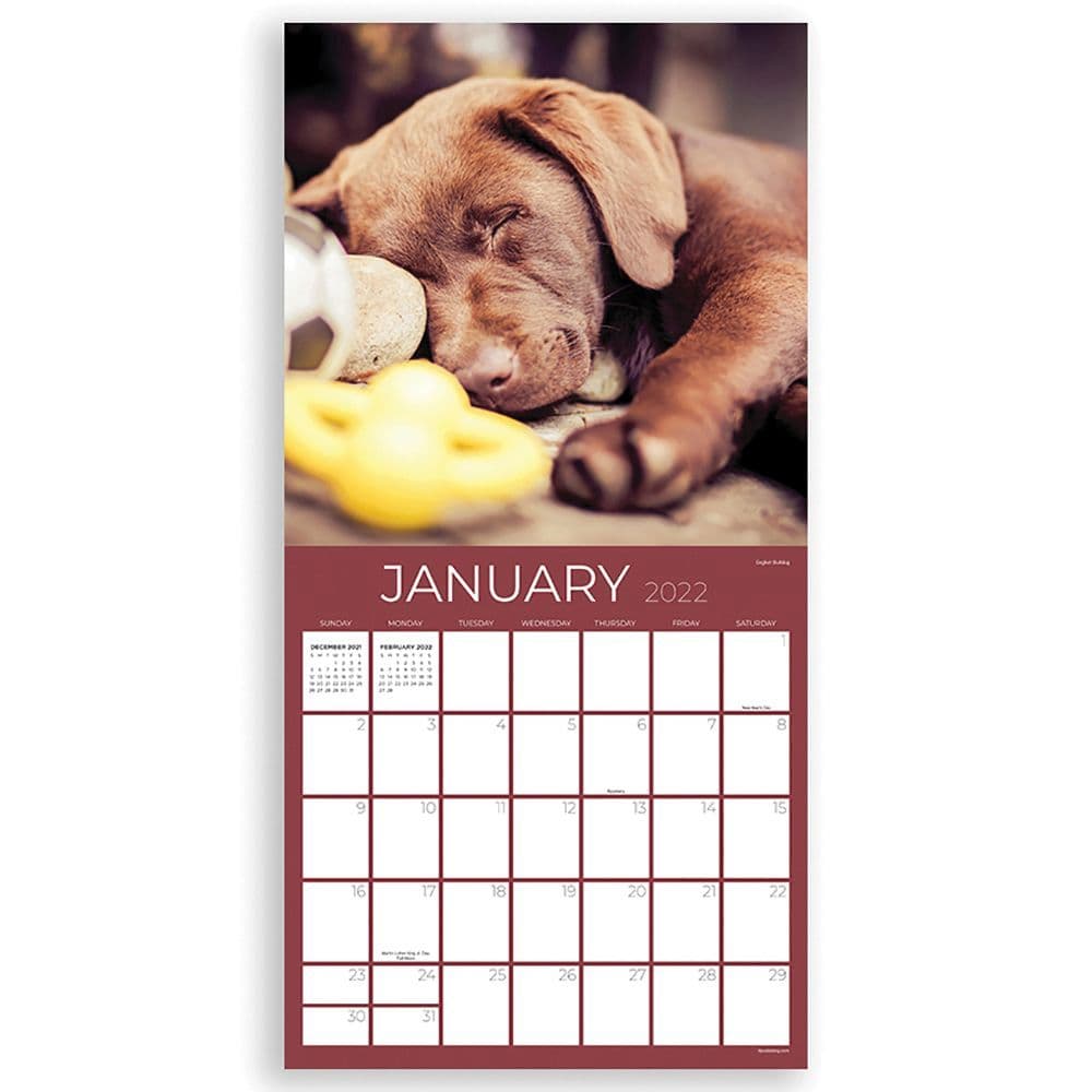 dog dreams 2022 wall calendar calendars com