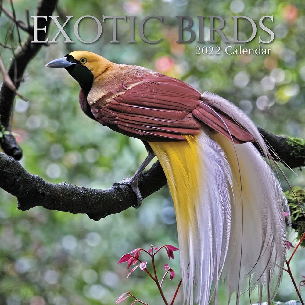 Exotic Birds 2022 Wall Calendar