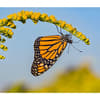 image Butterflies WWF 2025 Wall Calendar Third Alternate Image width=&quot;1000&quot; height=&quot;1000&quot;